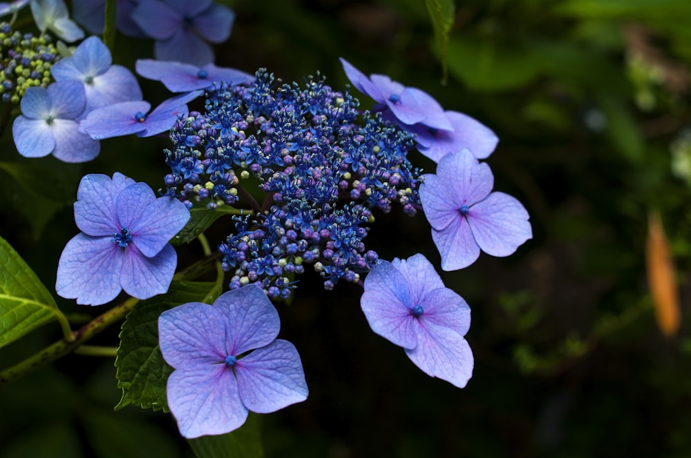 purple flower in tilt shift lens