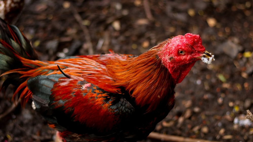 red and brown rooster on ground