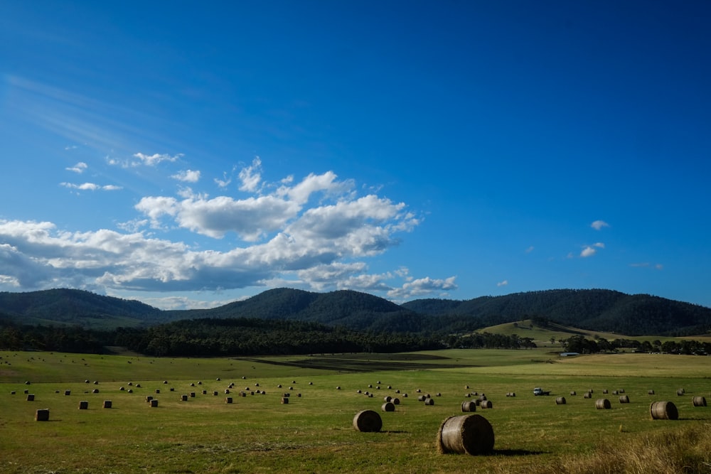 brown sheep on green grass field during daytime