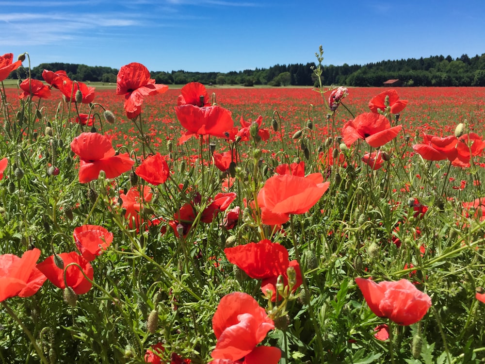 red flower field under blue sky during daytime