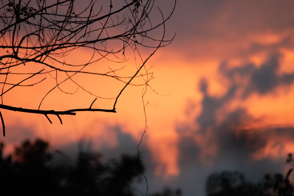 leafless tree under orange sky