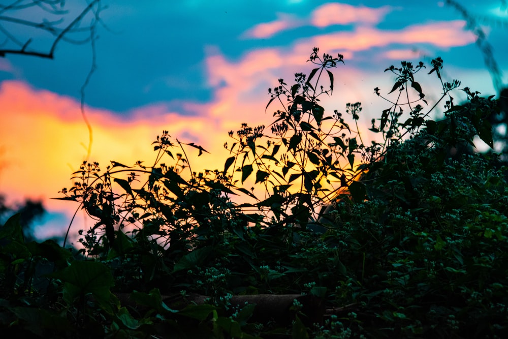 feuilles vertes sous ciel orangé