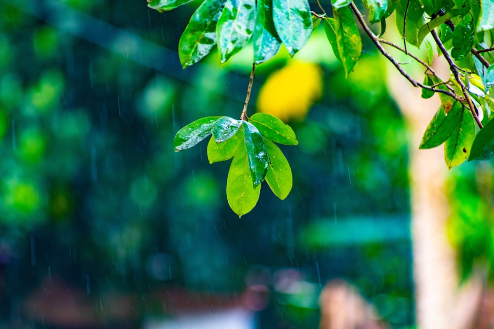 green leaves in tilt shift lens