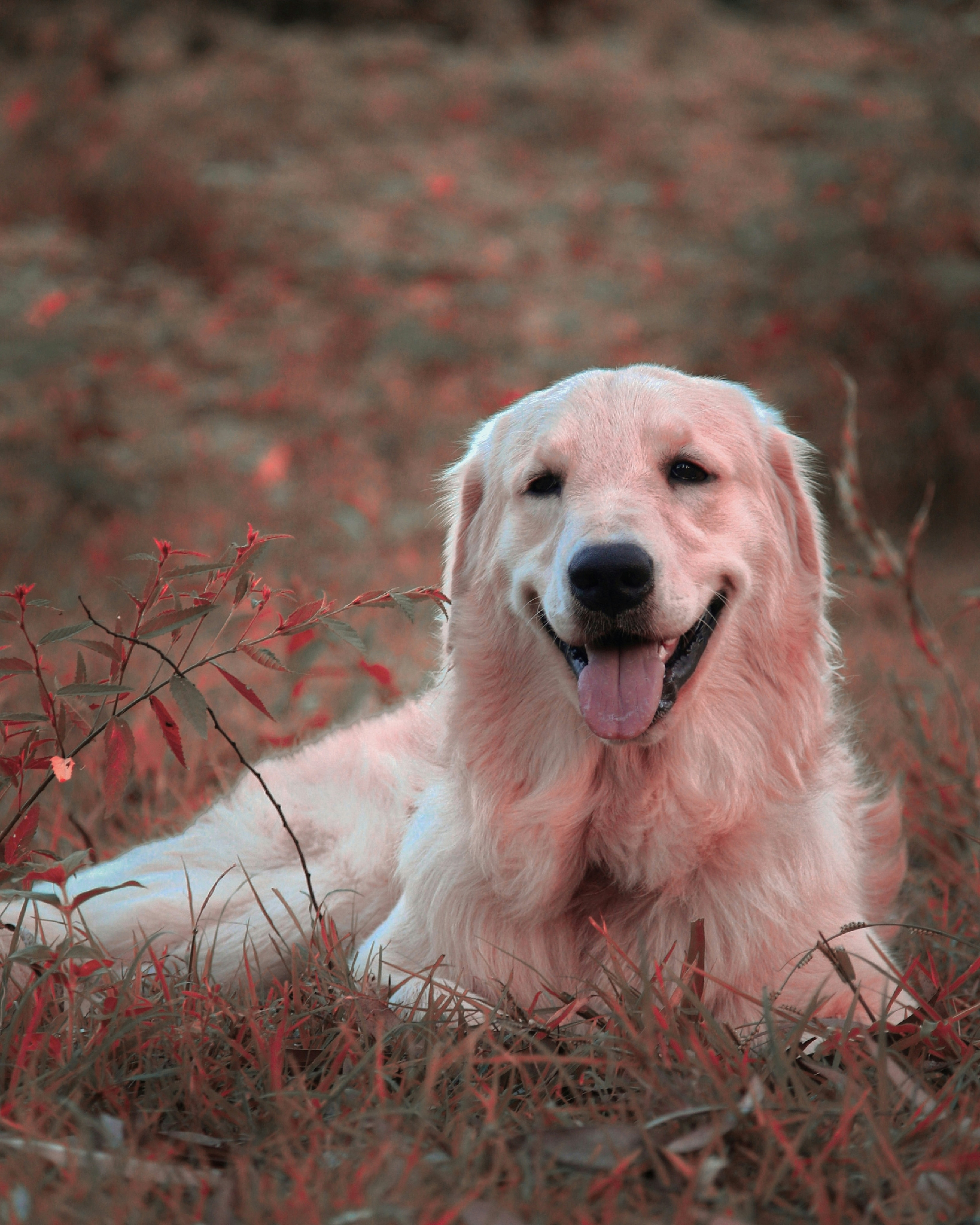 Photo by pradeepvardha7