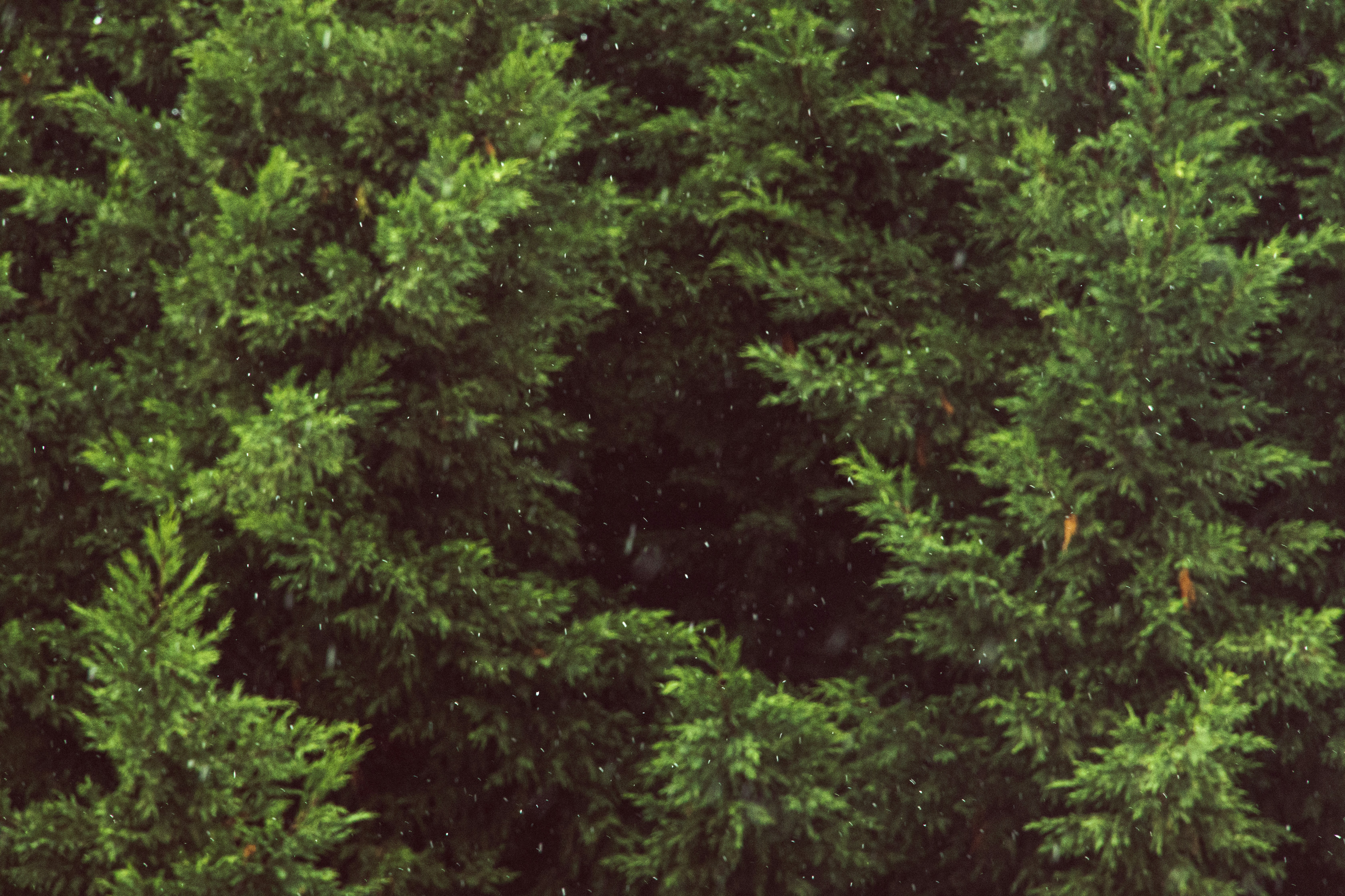 green trees in forest during daytime