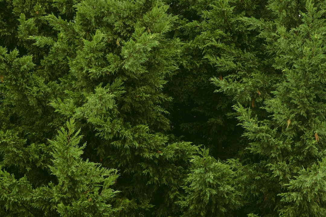 green trees during day time