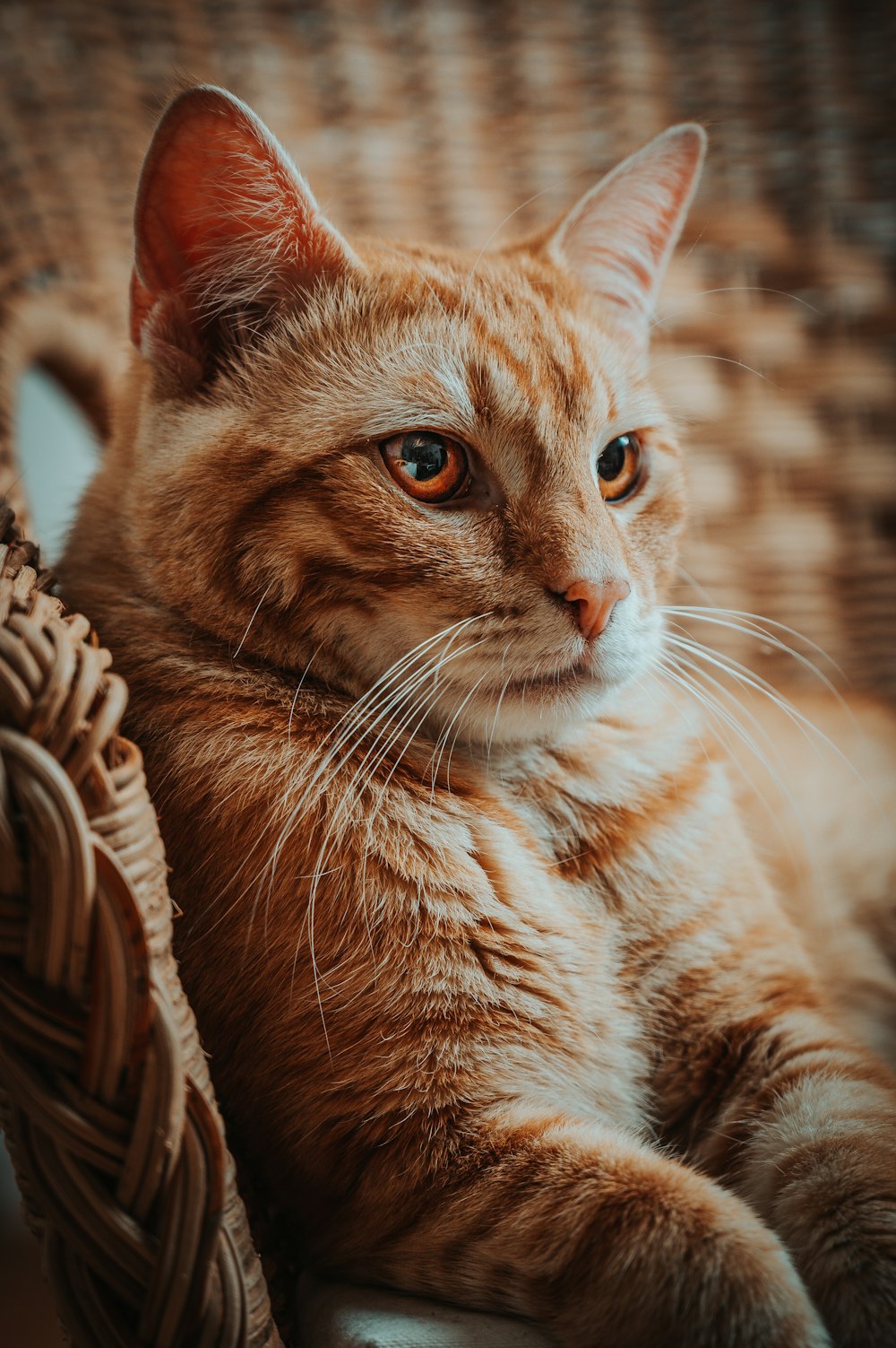 gato atigrado naranja en cesta de mimbre marrón