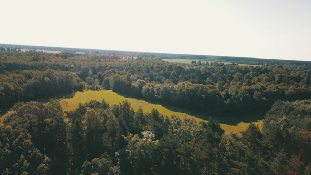 A satellite view capturing the vibrant greens of a dense forest under a clear blue sky.