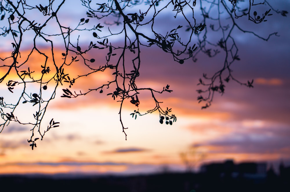 silhouette of tree during sunset