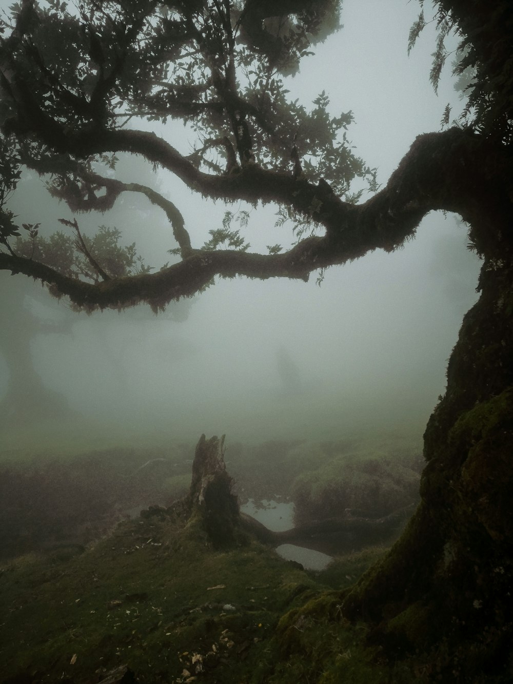 green trees on mountain during foggy day