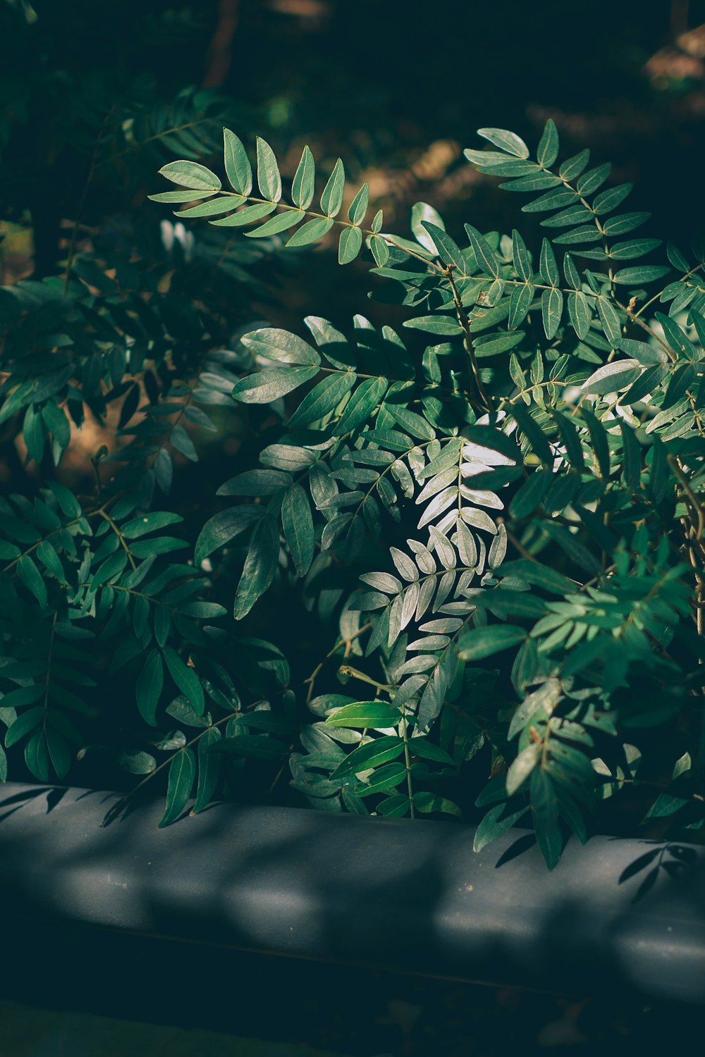 green leaves in tilt shift lens