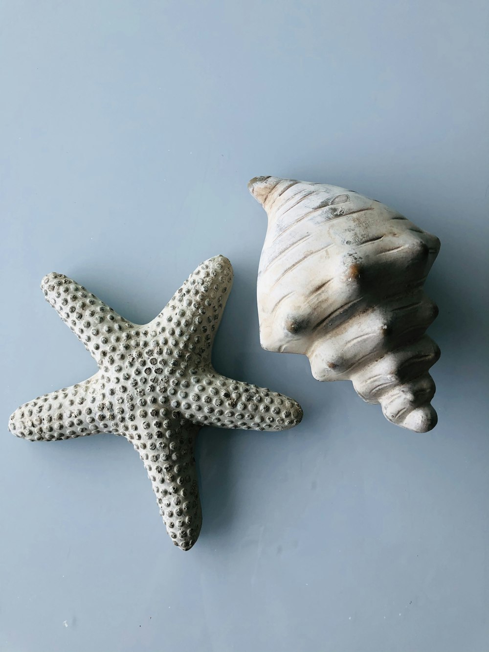 estrela-do-mar branca e marrom na superfície branca