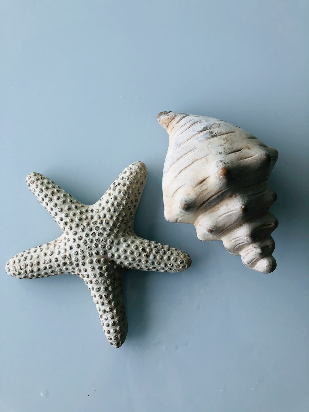 white and brown starfish on white surface