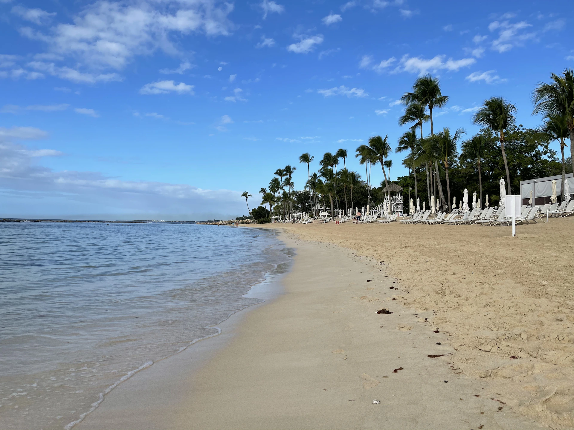 palm trees on beach during daytime