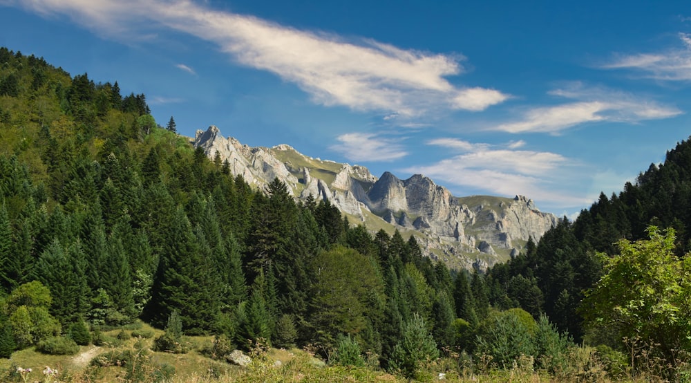 Grüne Bäume in der Nähe von Bergen unter blauem Himmel tagsüber