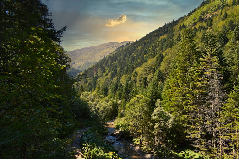 Grüne Bäume am Berg unter bewölktem Himmel tagsüber