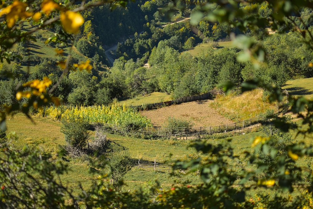 Grünes Grasfeld und Bäume tagsüber