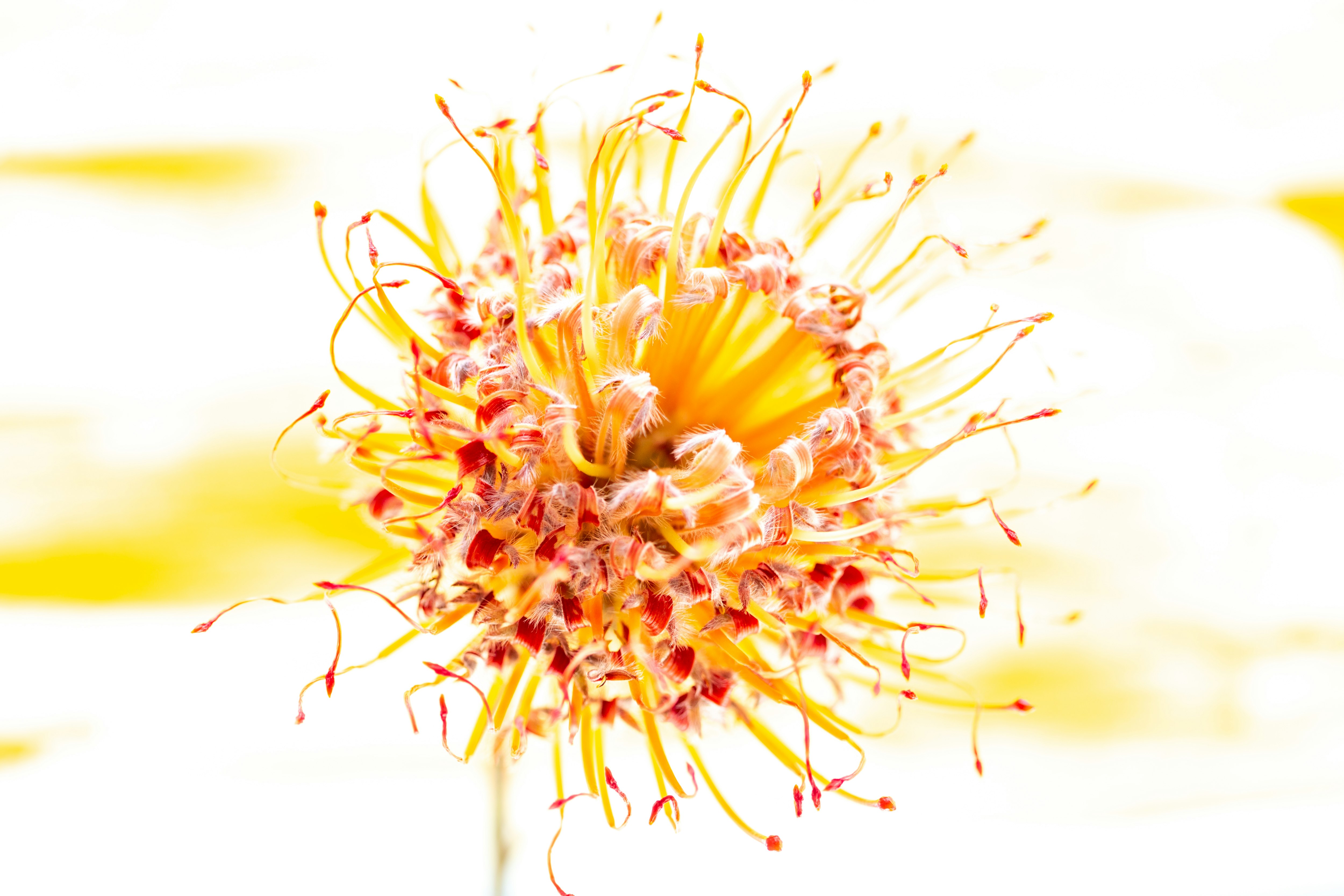 yellow and red flower in close up photography