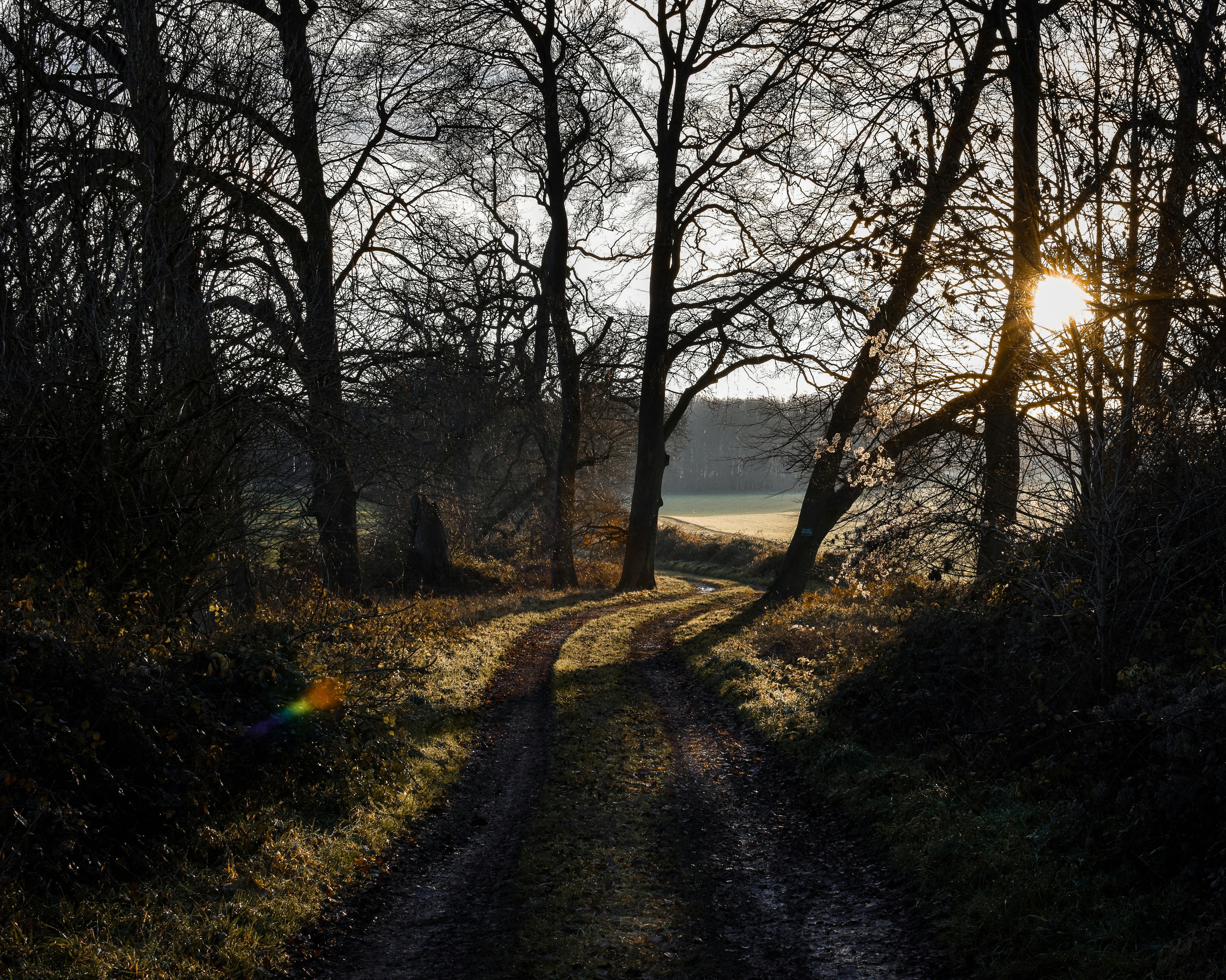 pathway between trees during daytime