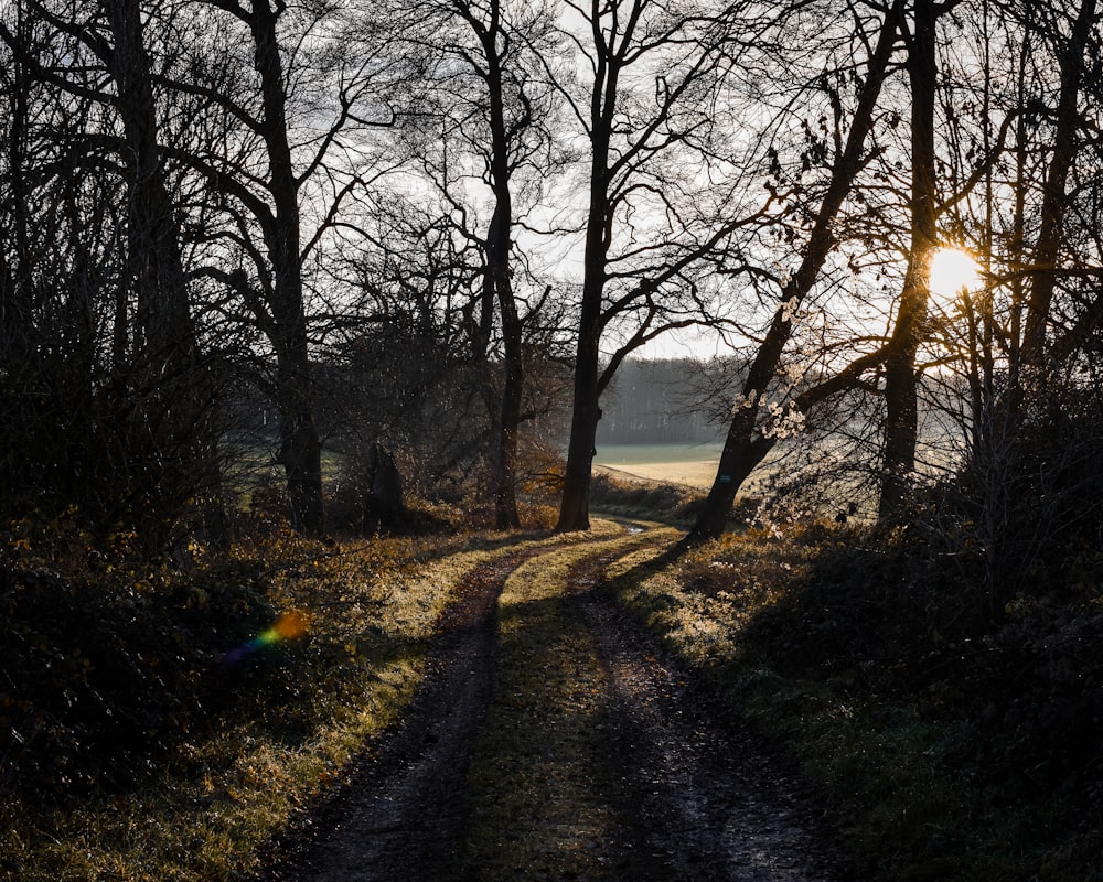 pathway between trees during daytime