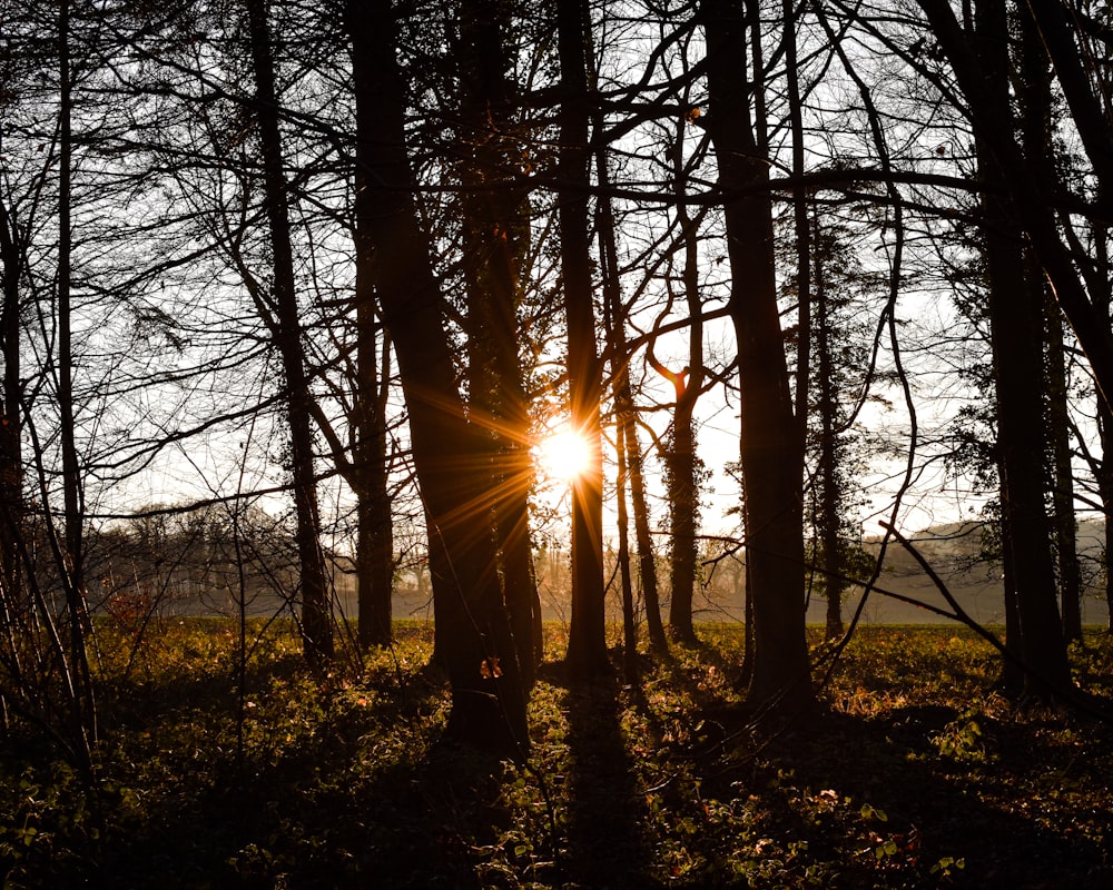 sun rays coming through trees