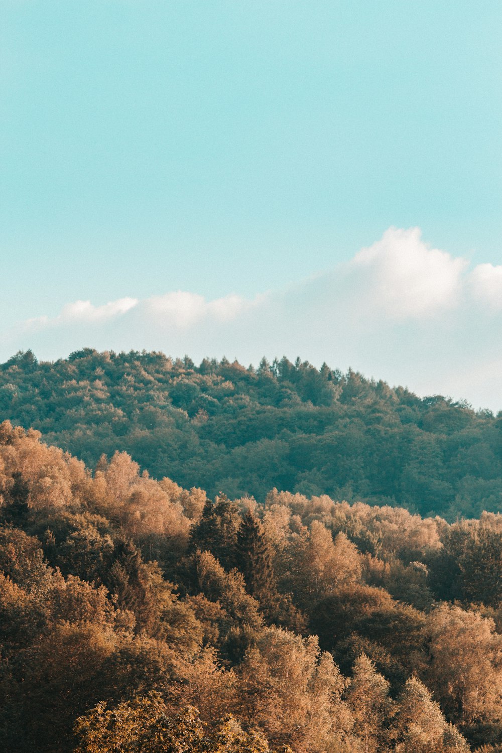 green and brown trees under blue sky during daytime