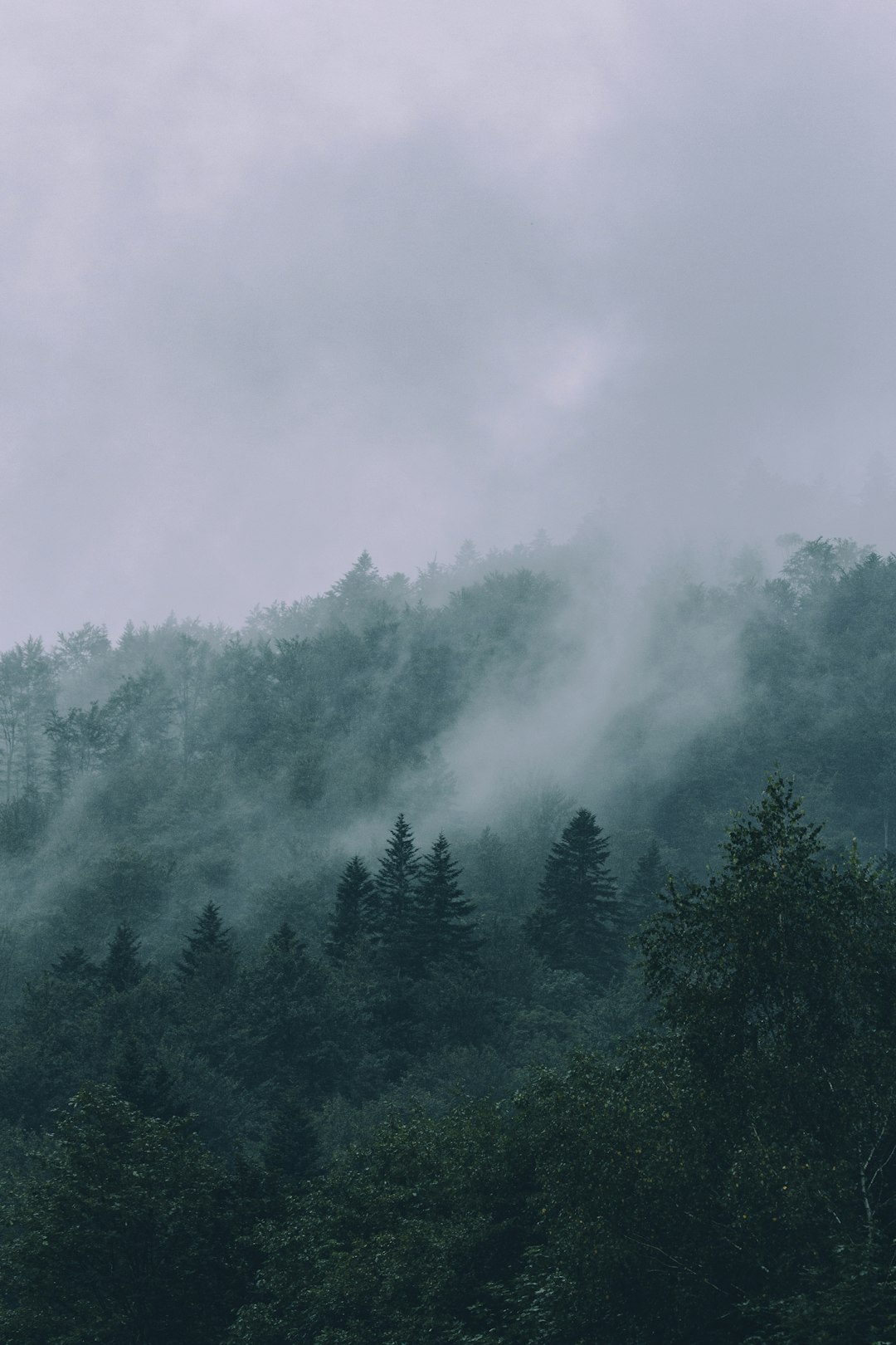 green trees covered with fog