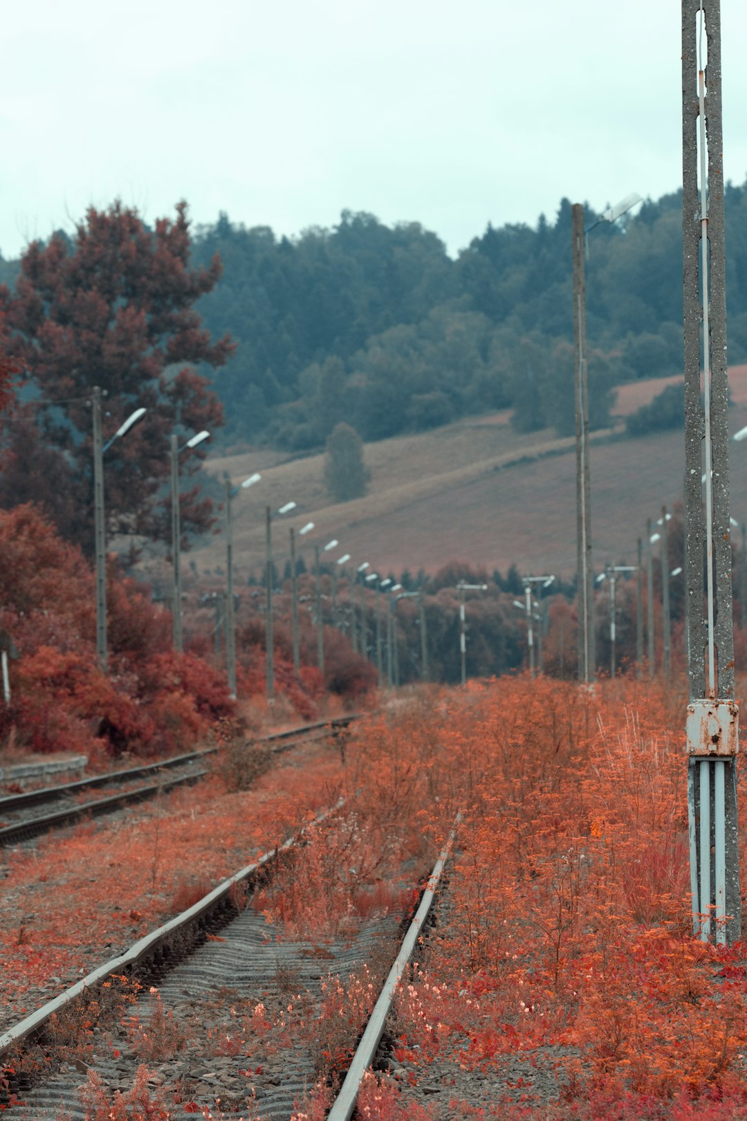 brown train rail near green trees during daytime