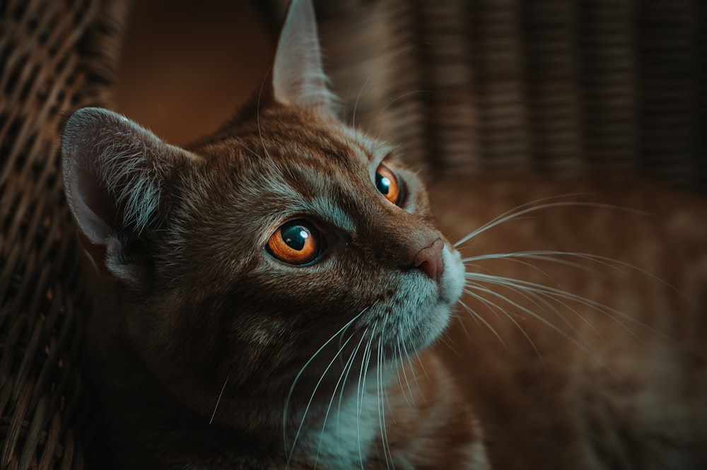 brown tabby cat in close up photography