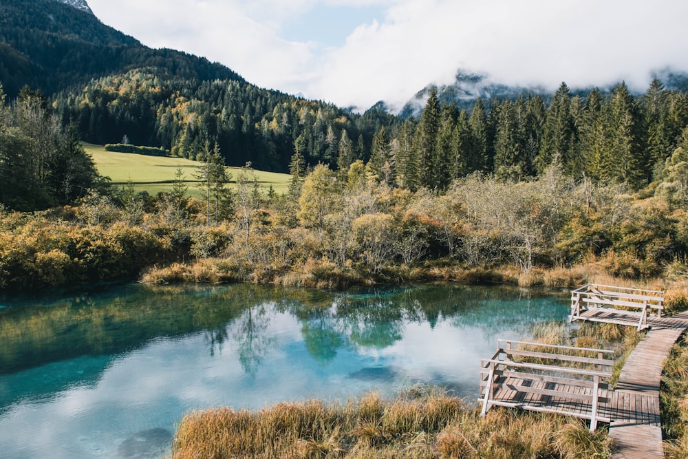 alberi verdi vicino al lago durante il giorno