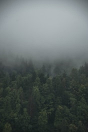 green trees covered by fog
