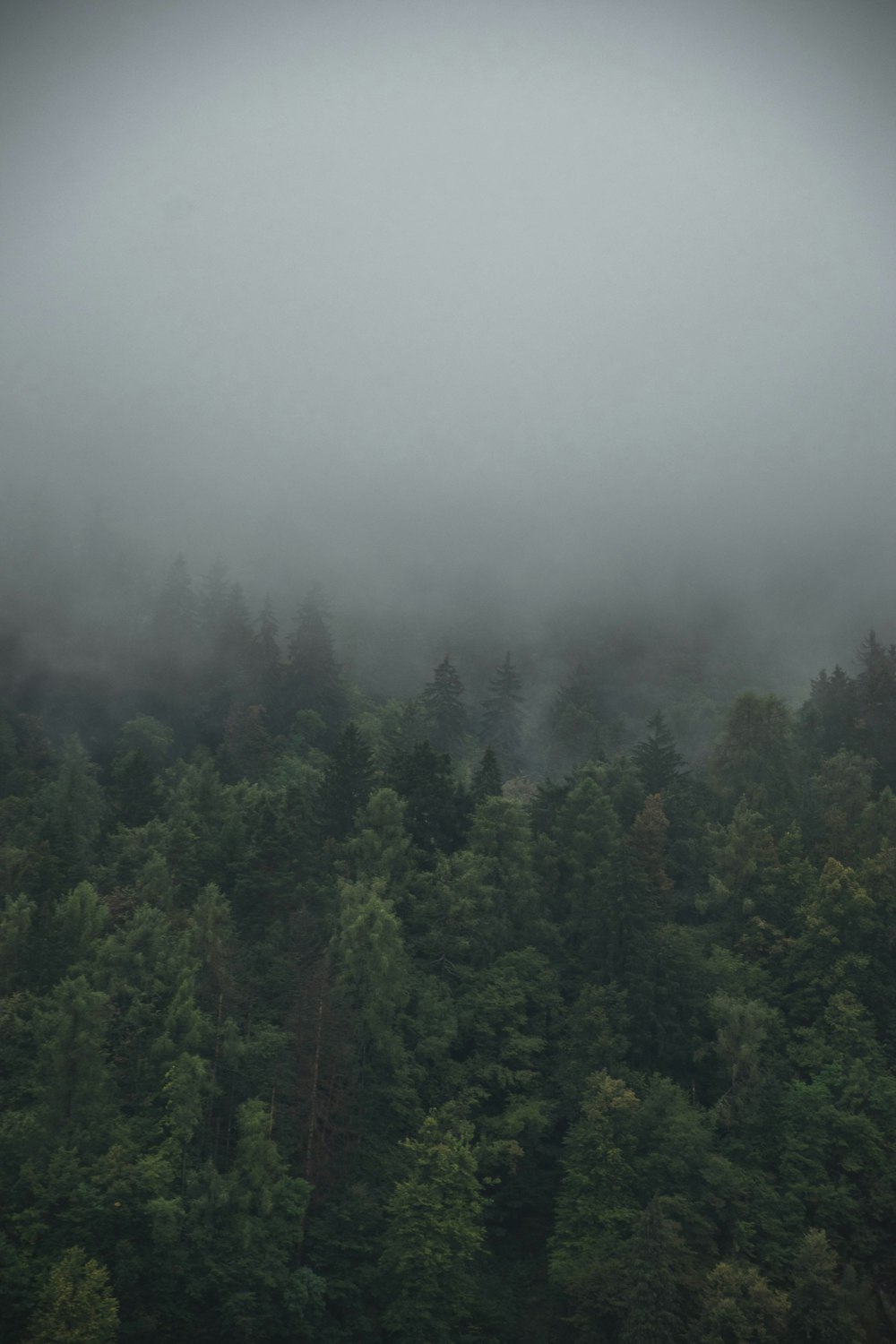 Grüne Bäume mit Nebel bedeckt