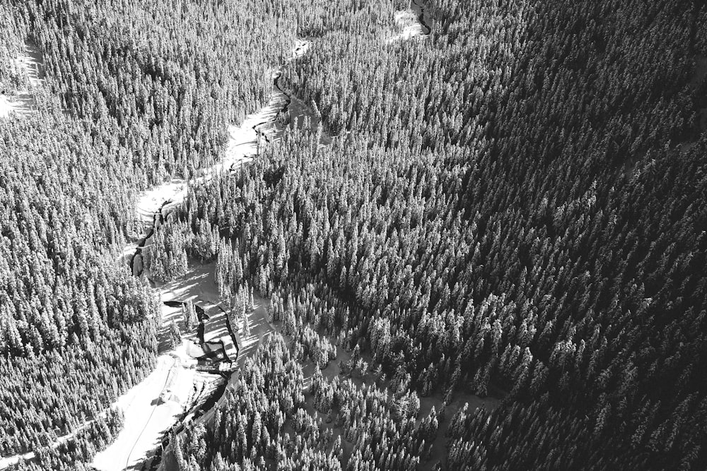 grayscale photo of trees and plants