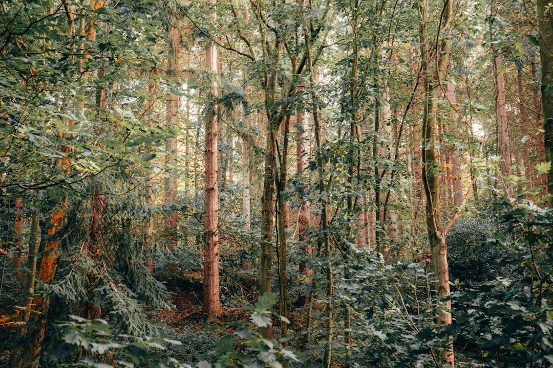 brown and green trees during daytime