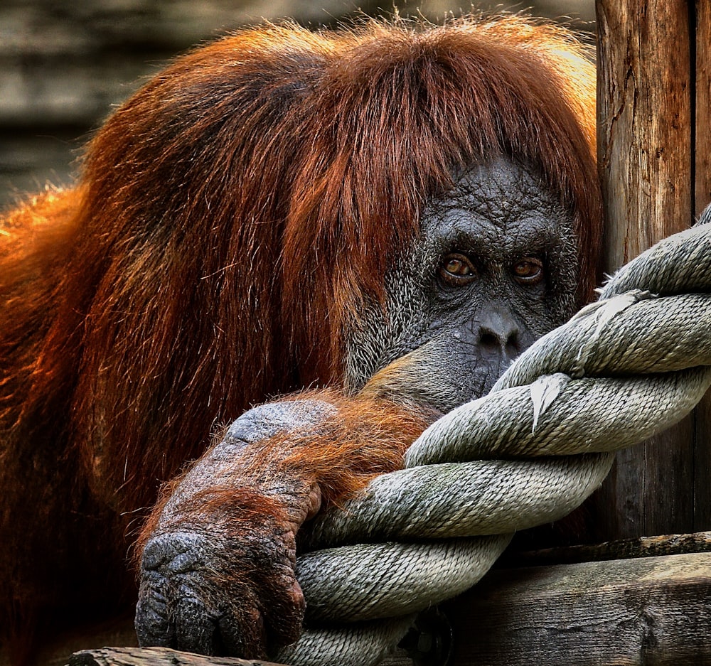 brown monkey on gray rope