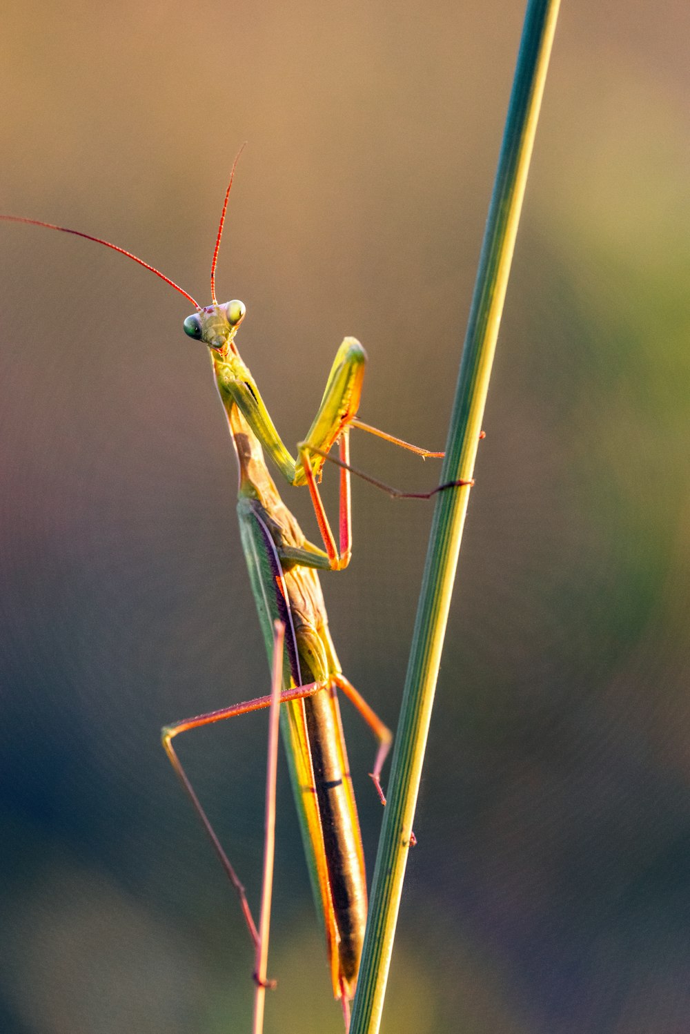 mantide religiosa verde su bastone marrone nella fotografia ravvicinata durante il giorno