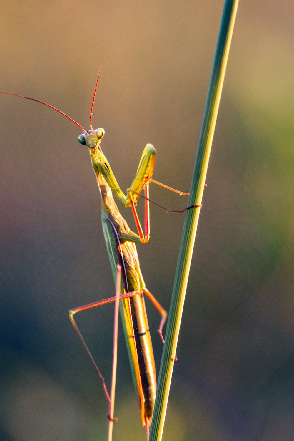Mantis religiosa verde en palo marrón en fotografía de primer plano durante el día