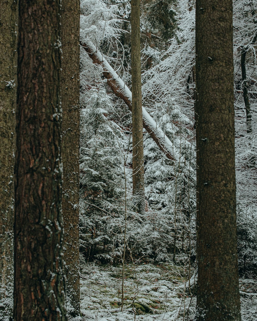 brown tree trunk covered with snow