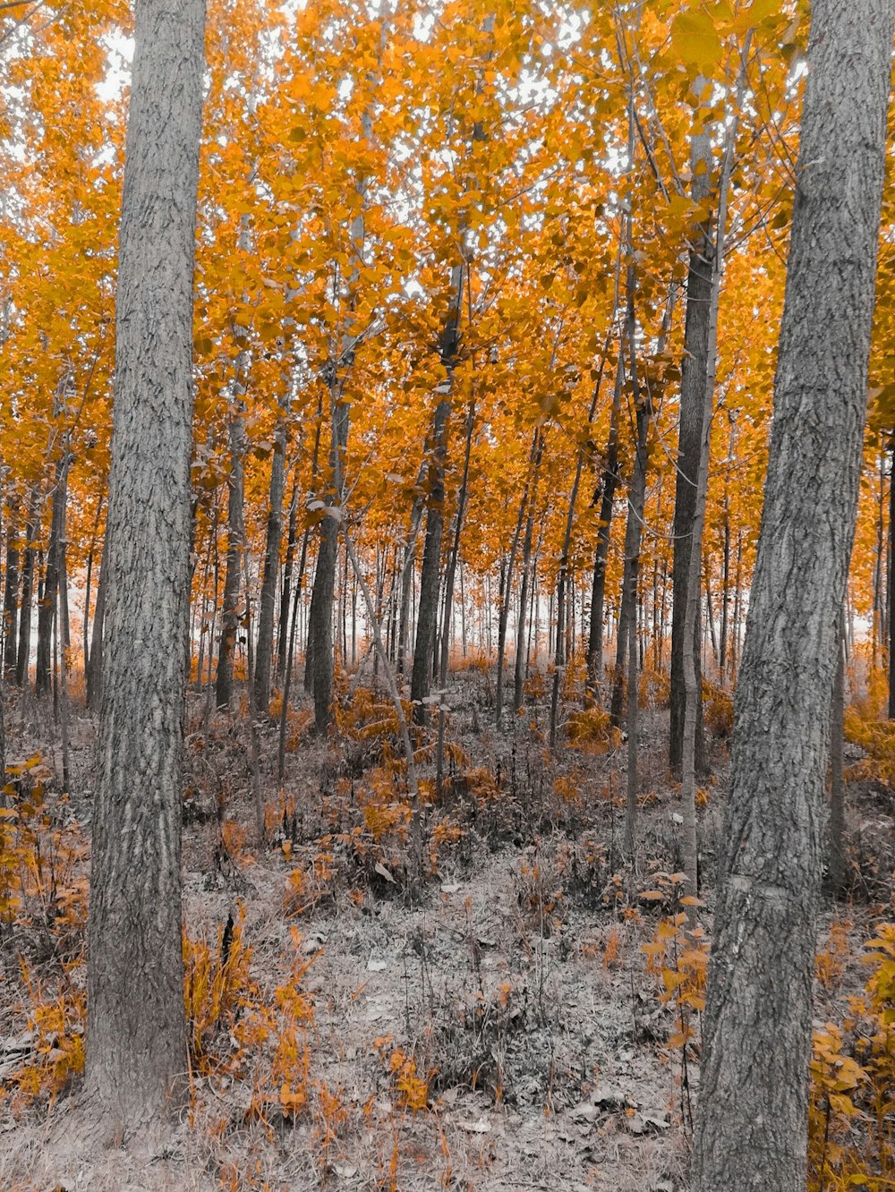 brown and yellow trees during daytime