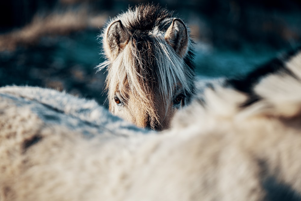 brown horse on gray rock