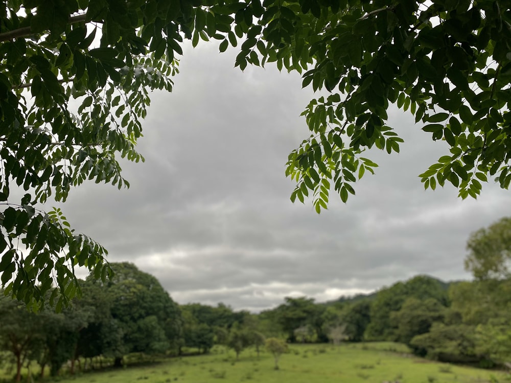 Champ d’herbe verte sous un ciel nuageux pendant la journée