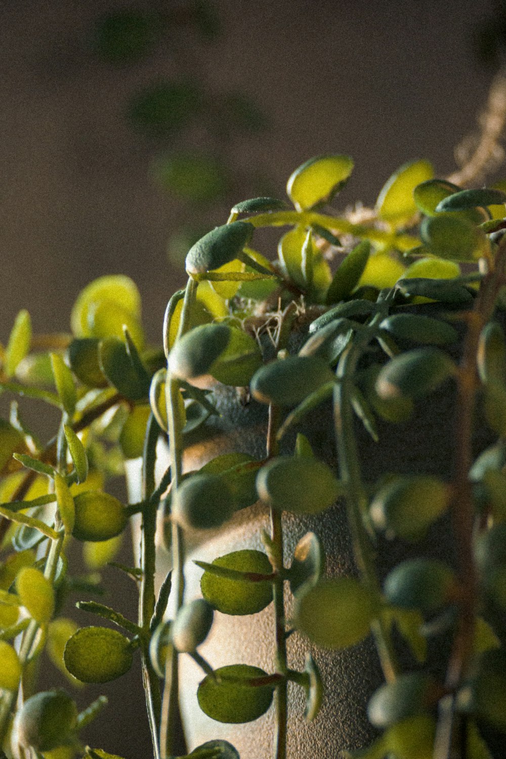 green and yellow round fruits