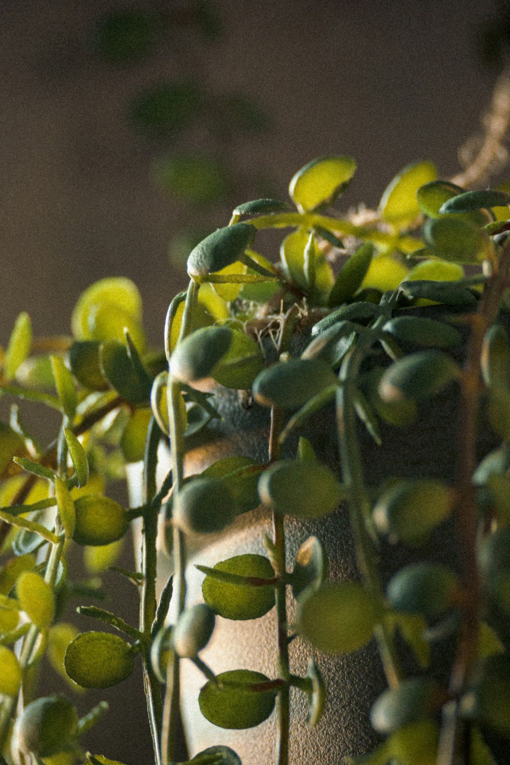 Frutos redondos verdes y amarillos