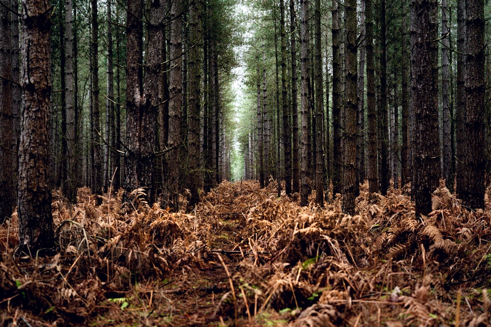 brown dried leaves on ground