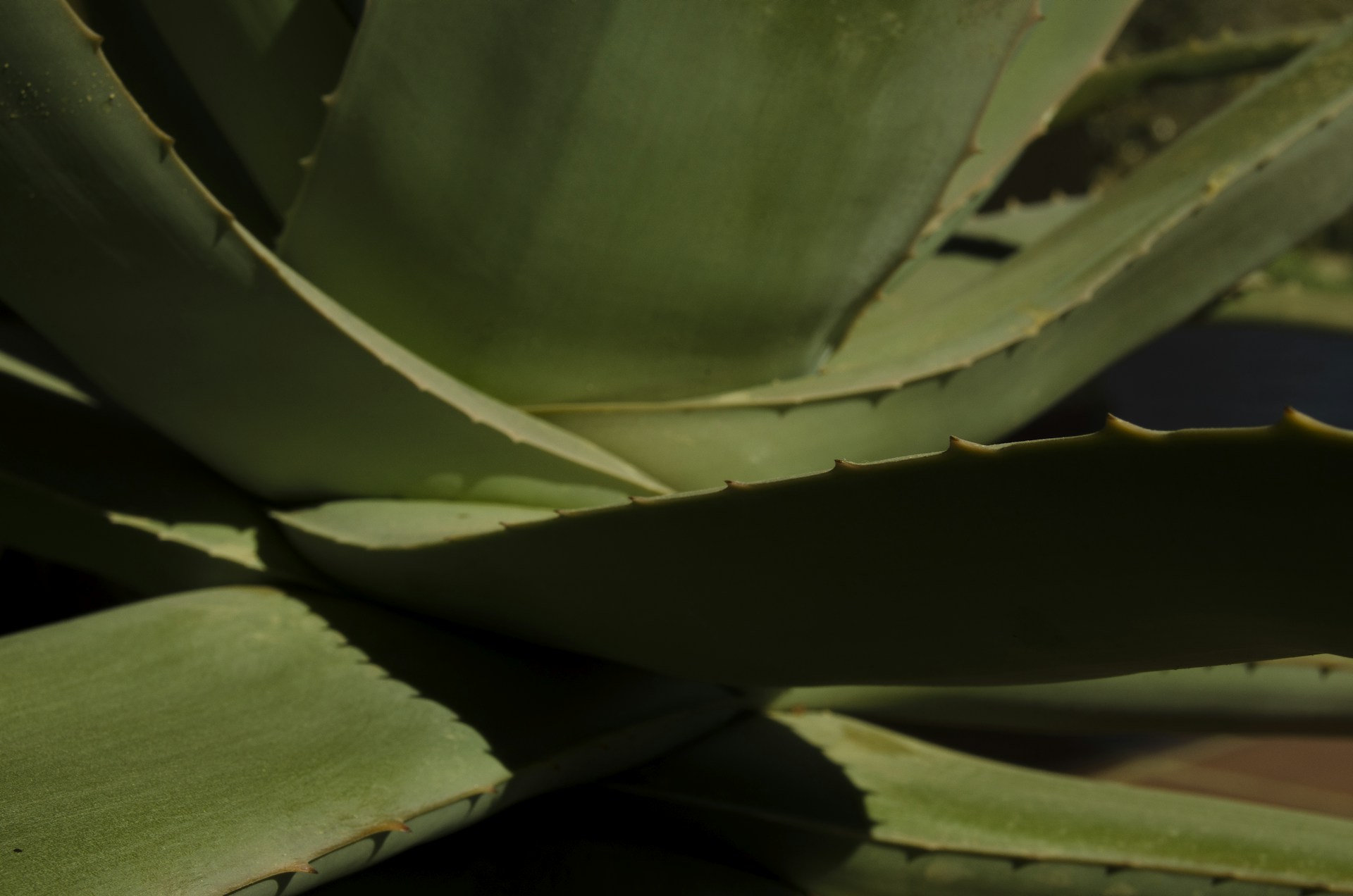 green leaf plant in close up photography