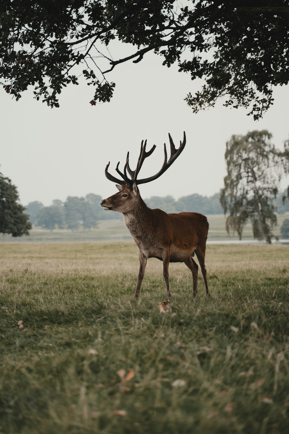 brown deer on green grass field during daytime