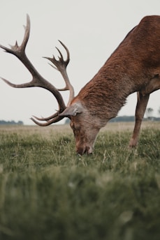 The Ultimate Guide to Choosing the Best Products for Scent-Control & How It Impacts Your Hunt