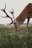 A close-up of a majestic deer grazing peacefully in a forest setting.