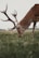 A close-up of a majestic deer grazing peacefully in a forest setting.