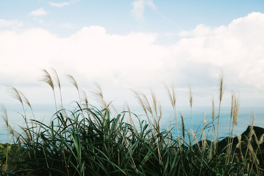 green grass near body of water during daytime